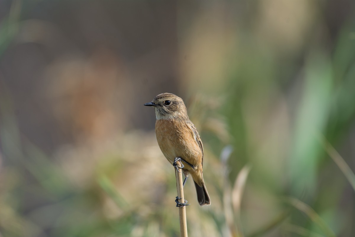 European Stonechat - ML645840766
