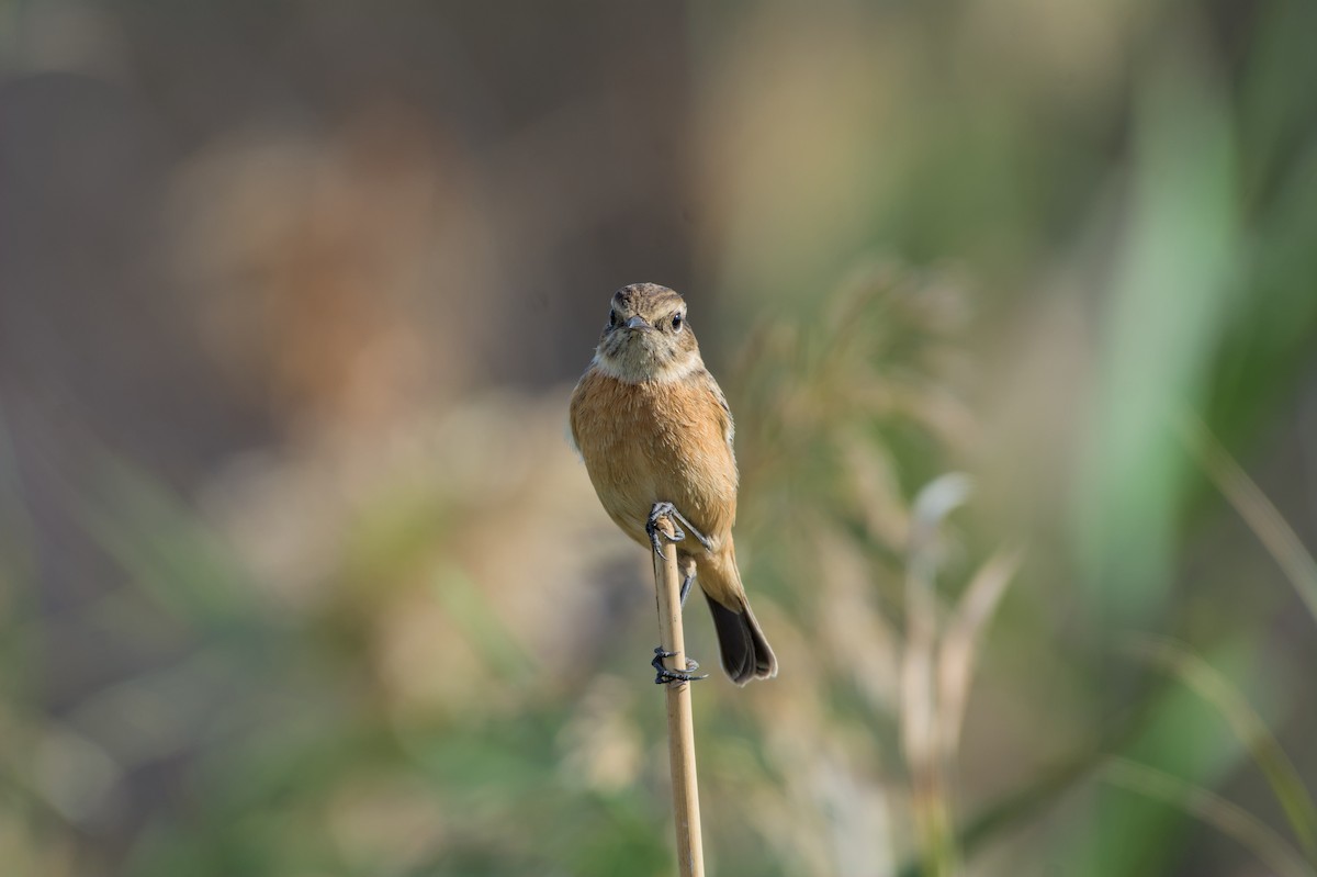 European Stonechat - ML645840767