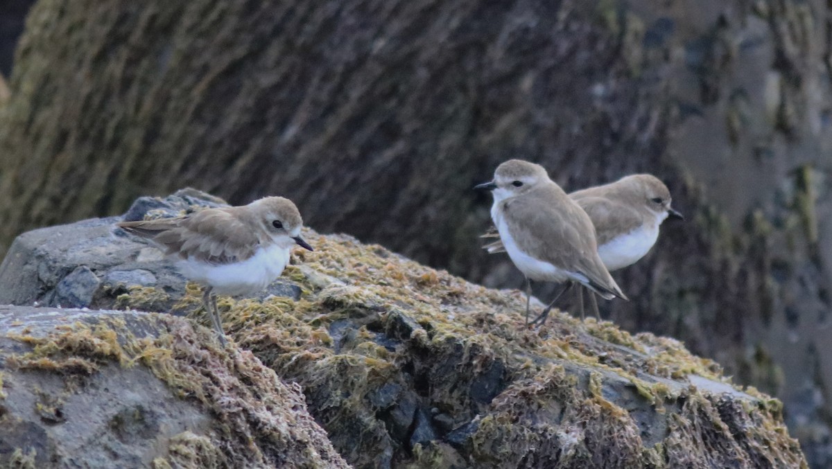 Tibet Cılıbıtı - ML645840769
