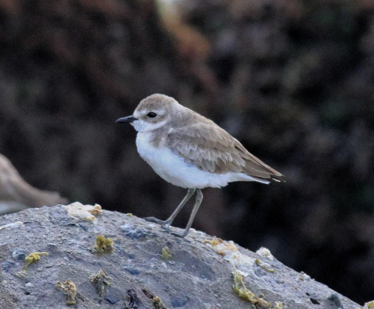 Tibet Cılıbıtı - ML645840770