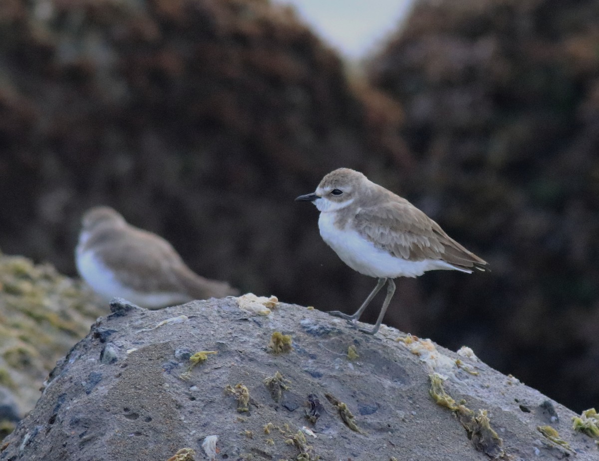 Tibet Cılıbıtı - ML645840771