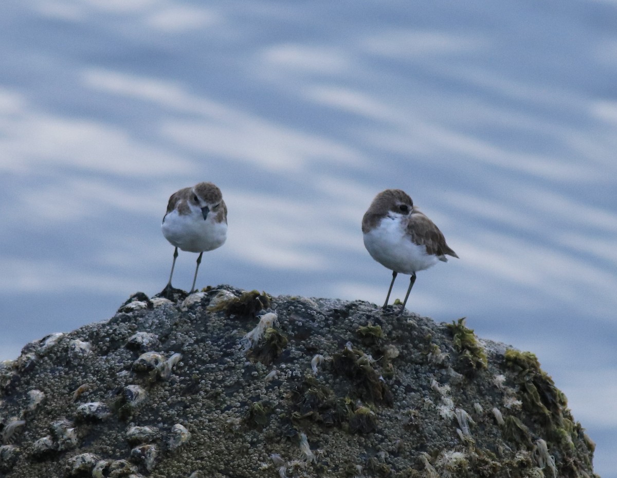 Tibet Cılıbıtı - ML645840772