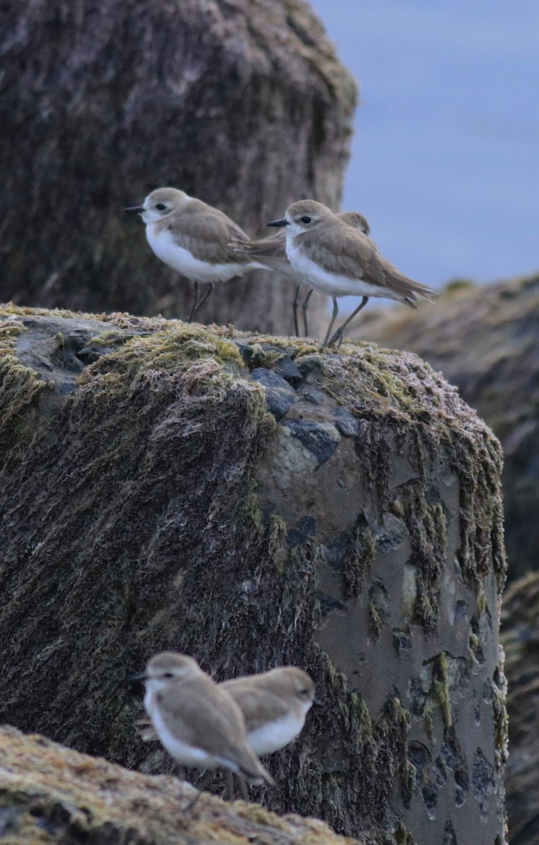 Tibet Cılıbıtı - ML645840773