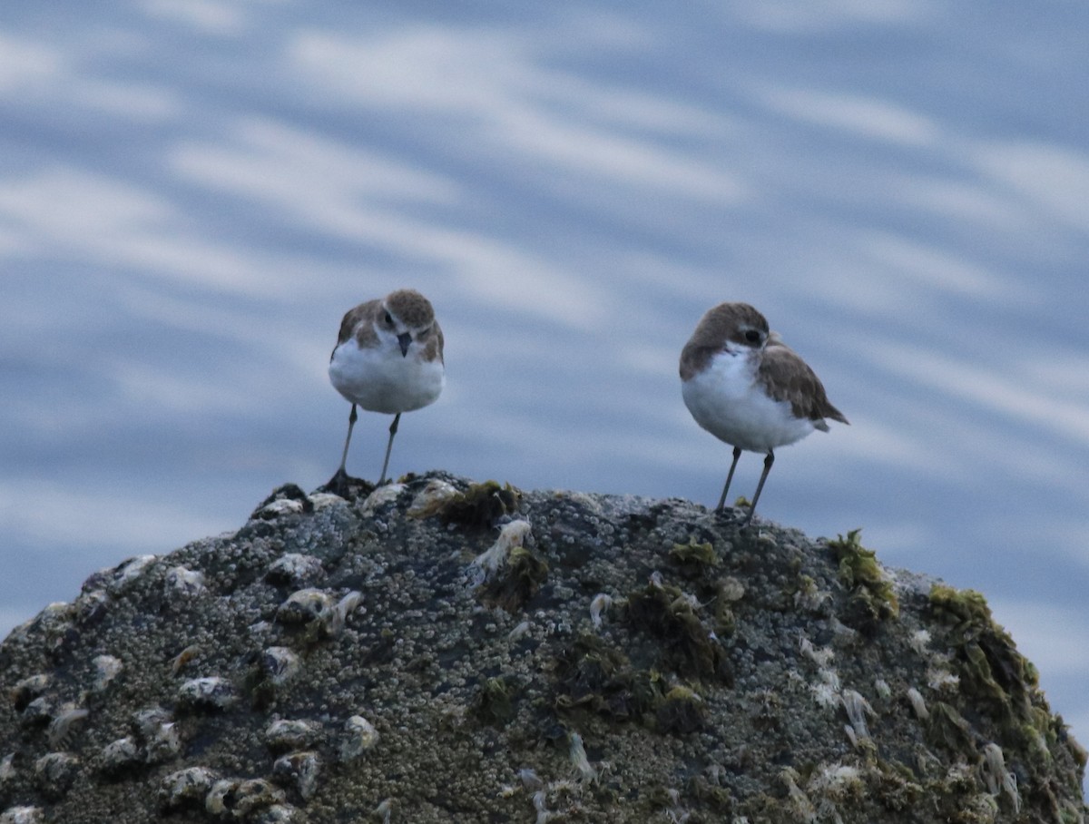 Tibet Cılıbıtı - ML645840774