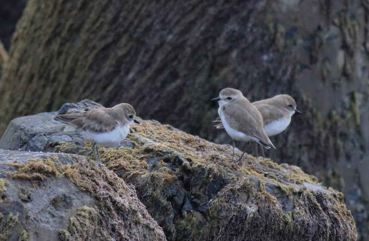 Tibet Cılıbıtı - ML645840775