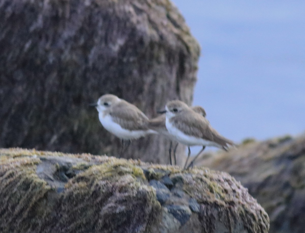 Tibet Cılıbıtı - ML645840776