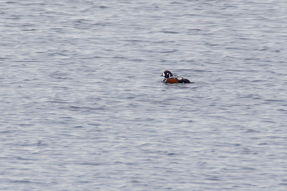 Harlequin Duck - ML645840809