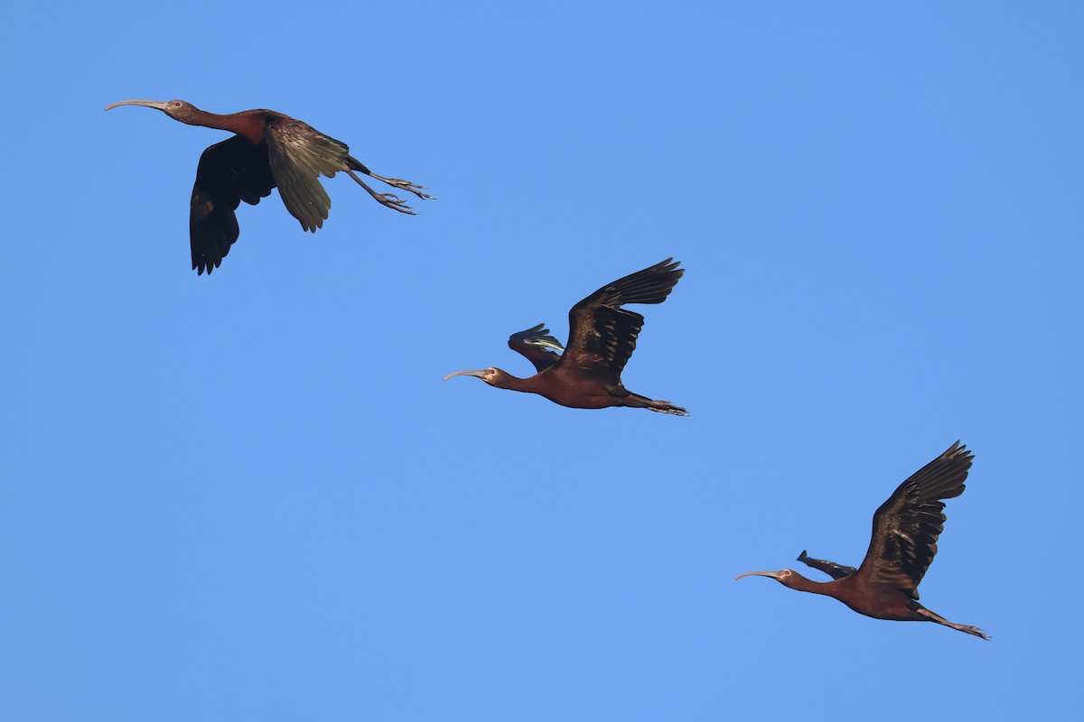 Beltzaran musuzuria - ML645840814