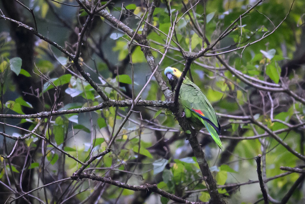 Amazona Frentiazul - ML645840818
