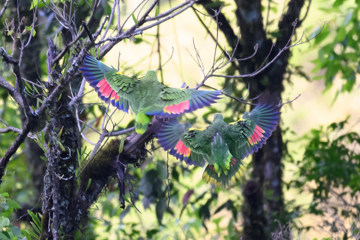 Amazona Frentiazul - ML645840819