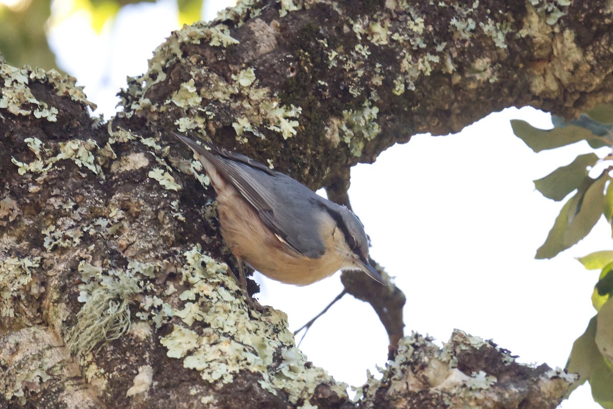 Eurasian Nuthatch - ML645840821