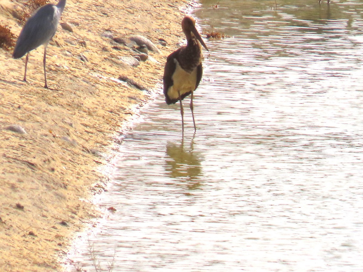 黑鸛 - ML645840832