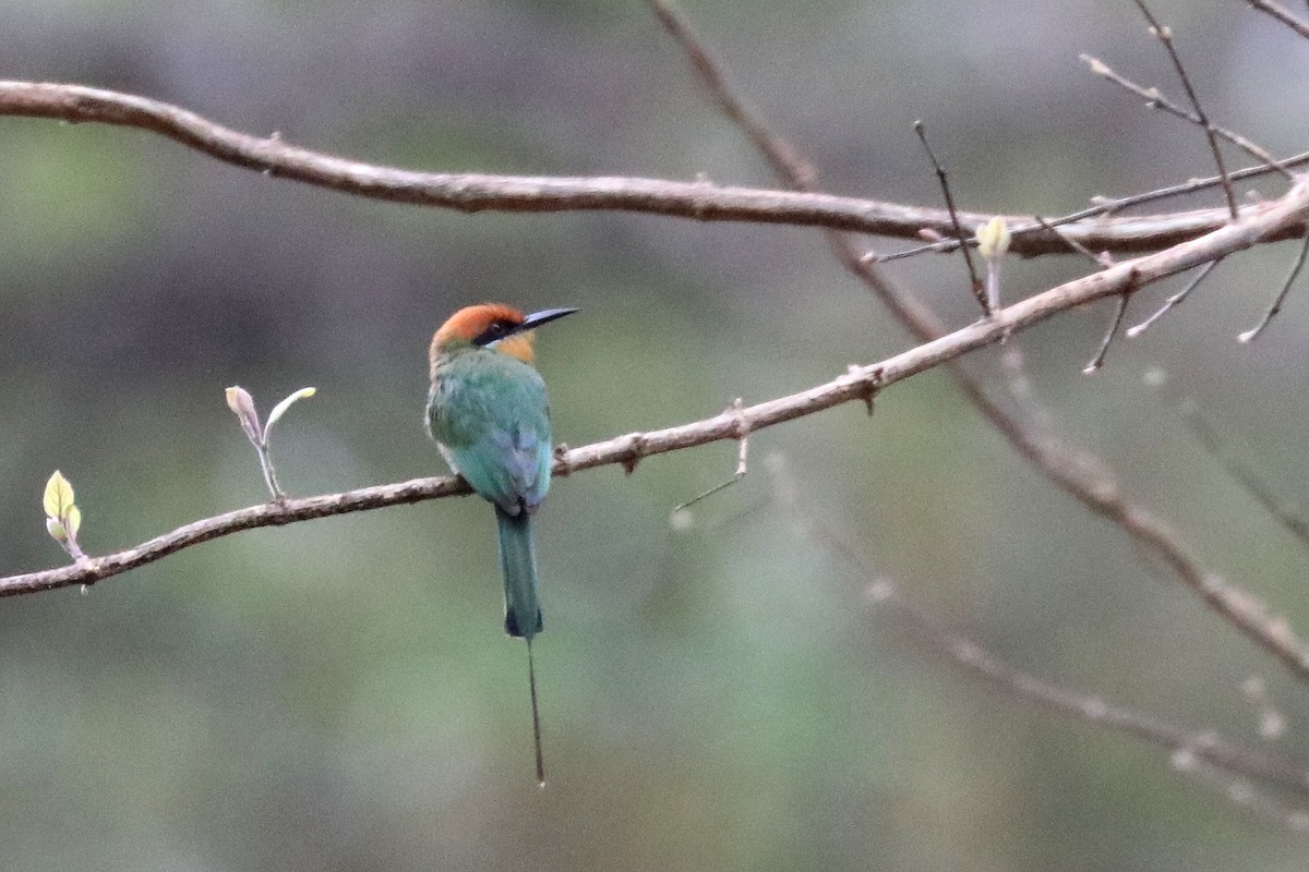 Böhm's Bee-eater - ML645840834