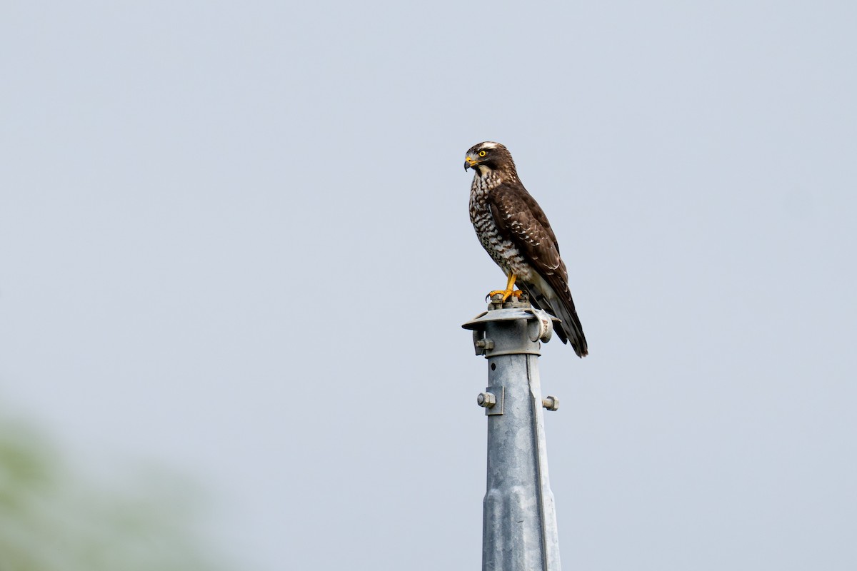 gråkinnvåk - ML645840853