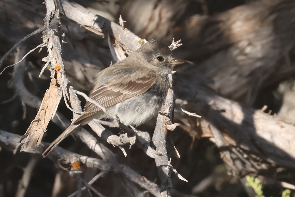 Gray Flycatcher - ML645840858