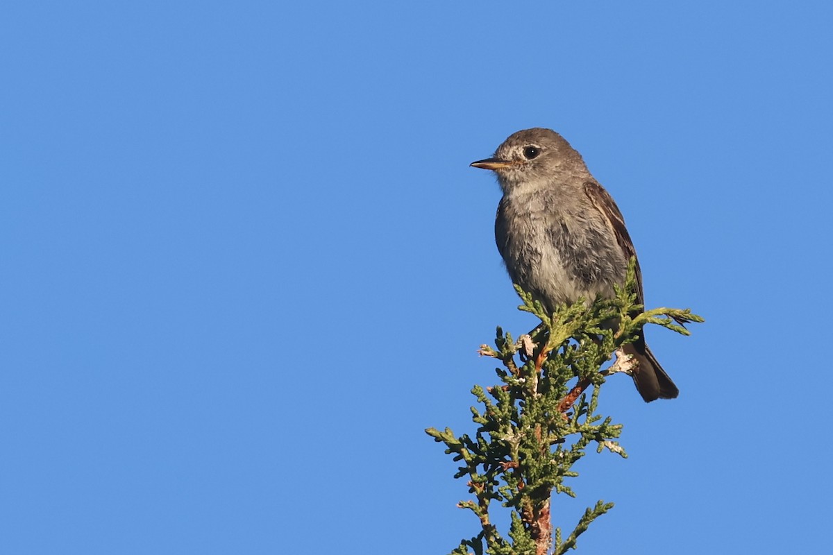 Gray Flycatcher - ML645840859