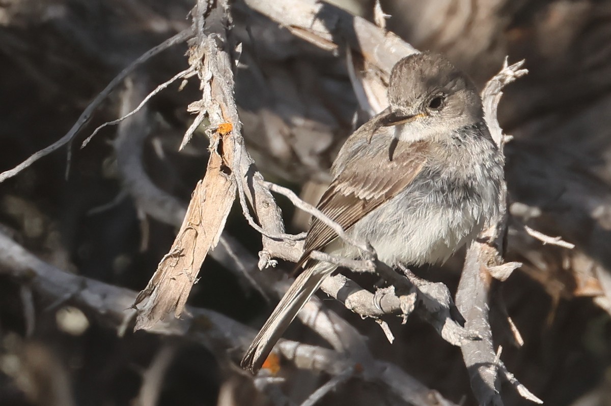 Gray Flycatcher - ML645840860