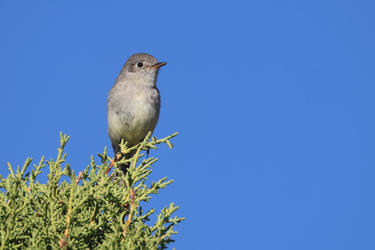 Gray Flycatcher - ML645840861