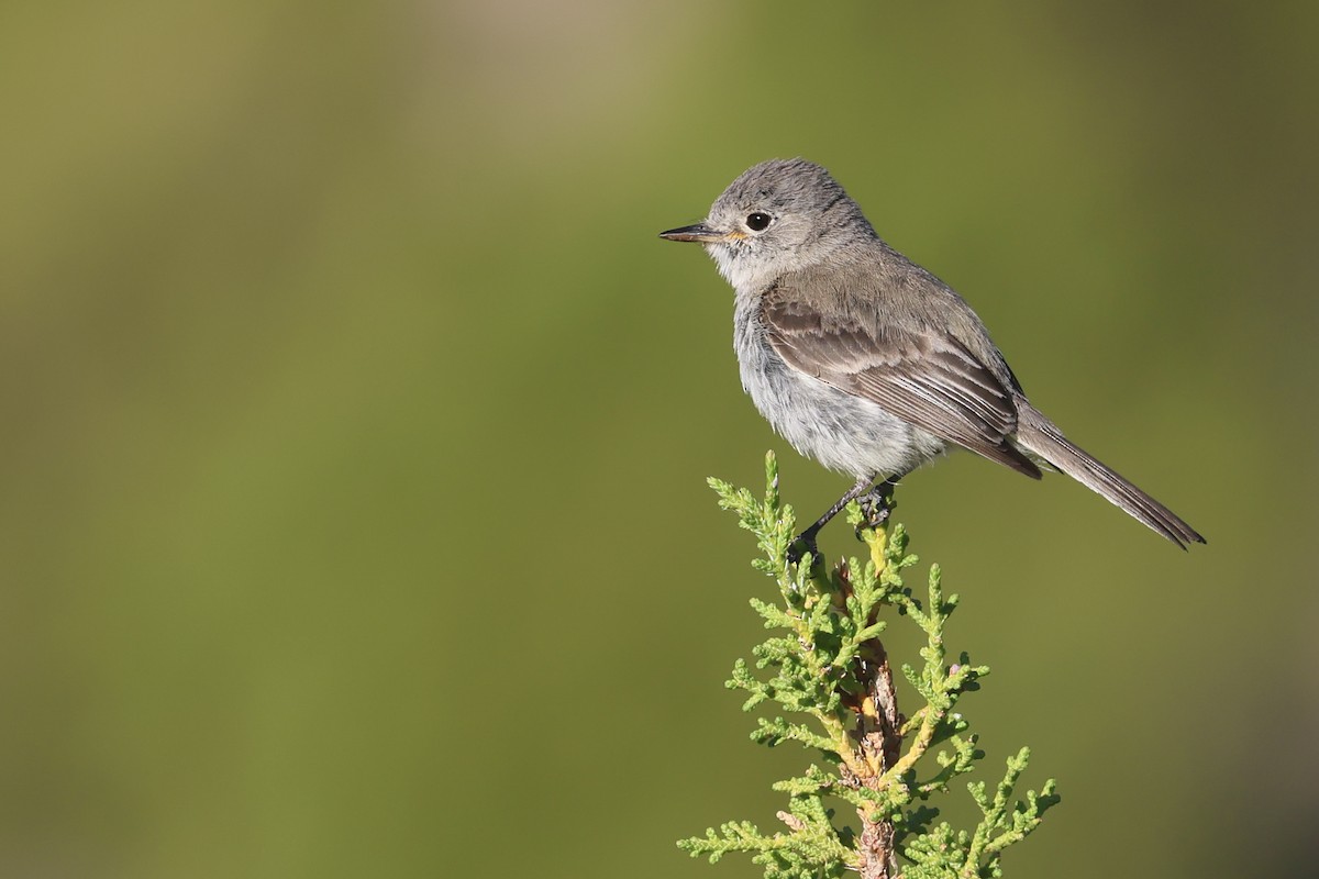 Gray Flycatcher - ML645840862