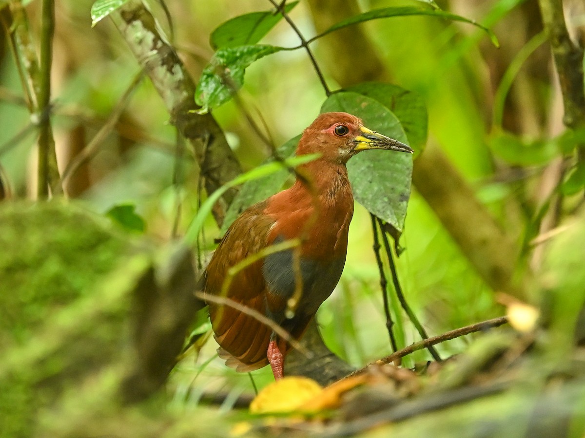 Bare-eyed Rail - ML645840863