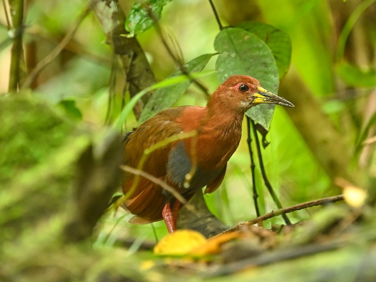 Bare-eyed Rail - ML645840864