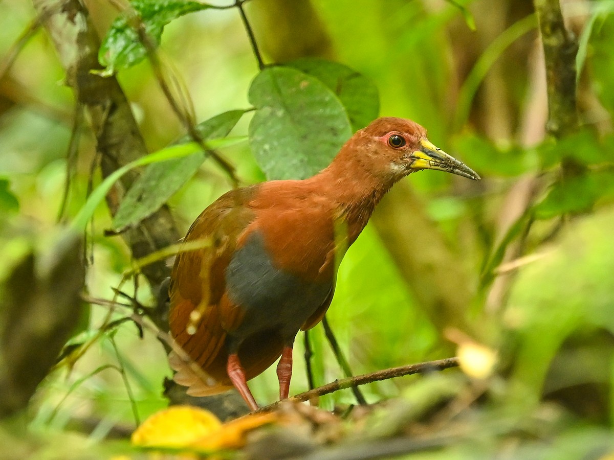 Bare-eyed Rail - ML645840866