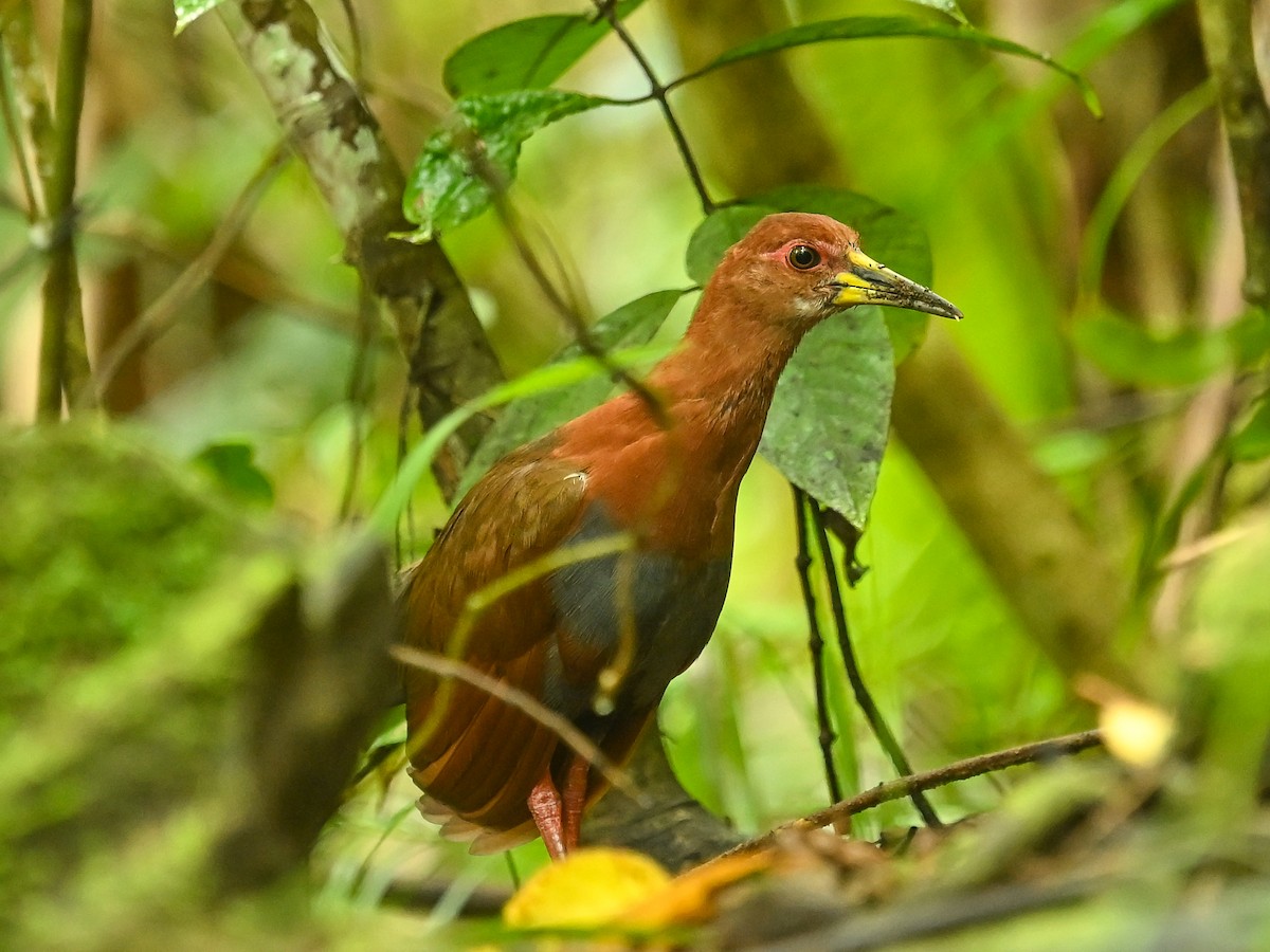 Bare-eyed Rail - ML645840867