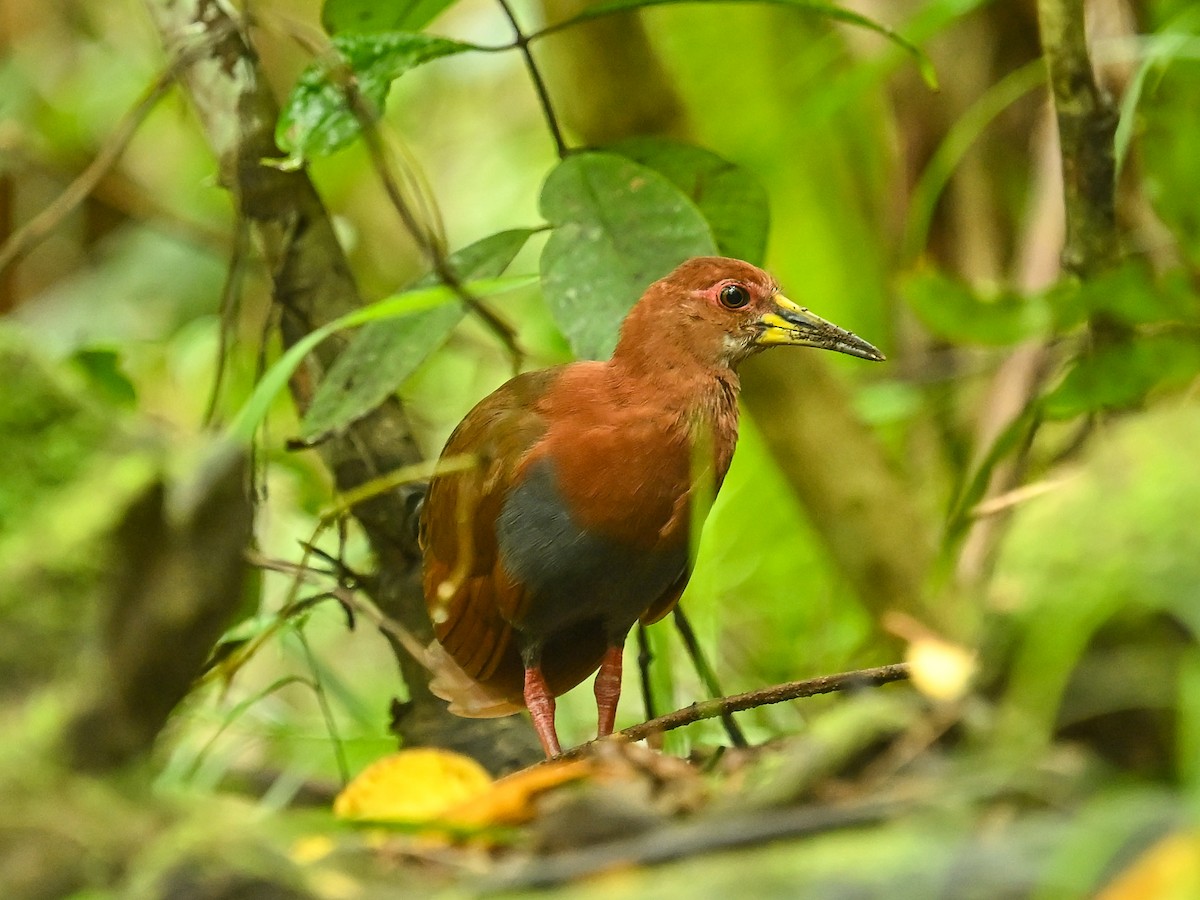 Bare-eyed Rail - ML645840868