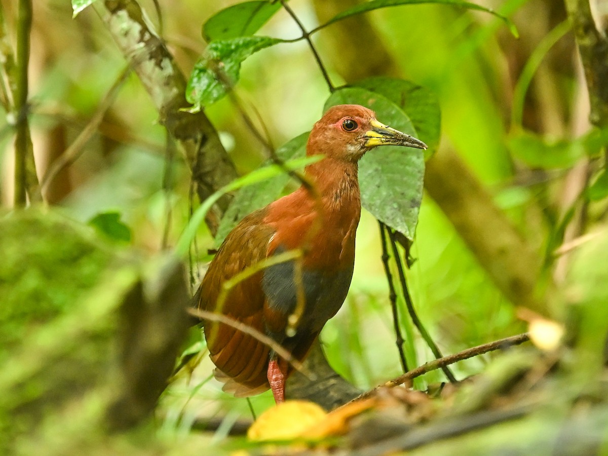 Bare-eyed Rail - ML645840869