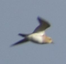 Сивка звичайна - ML645840872