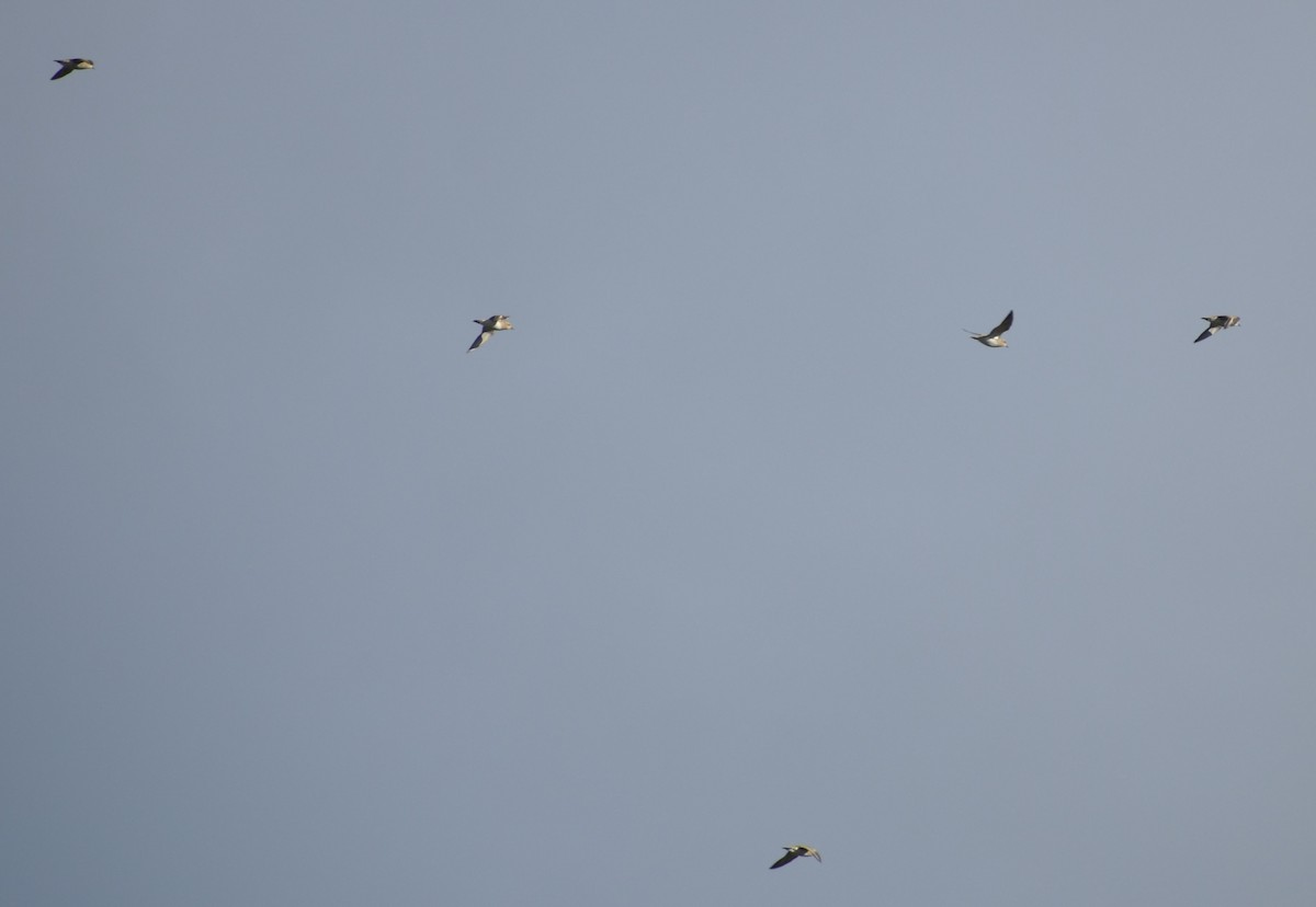 Сивка звичайна - ML645840873