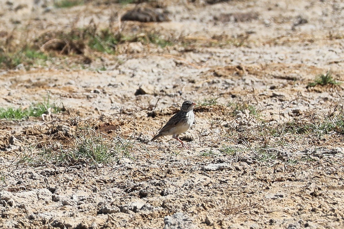 Madagascar Lark - ML645840874