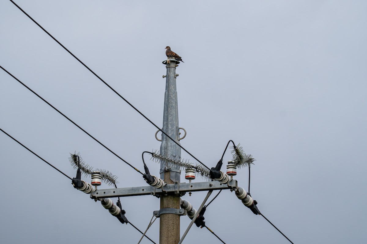 mongolturteldue - ML645840878