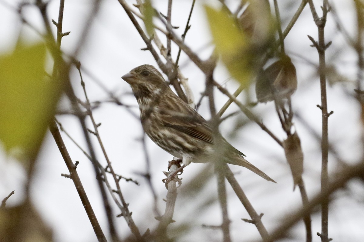 purpurfink - ML645840895