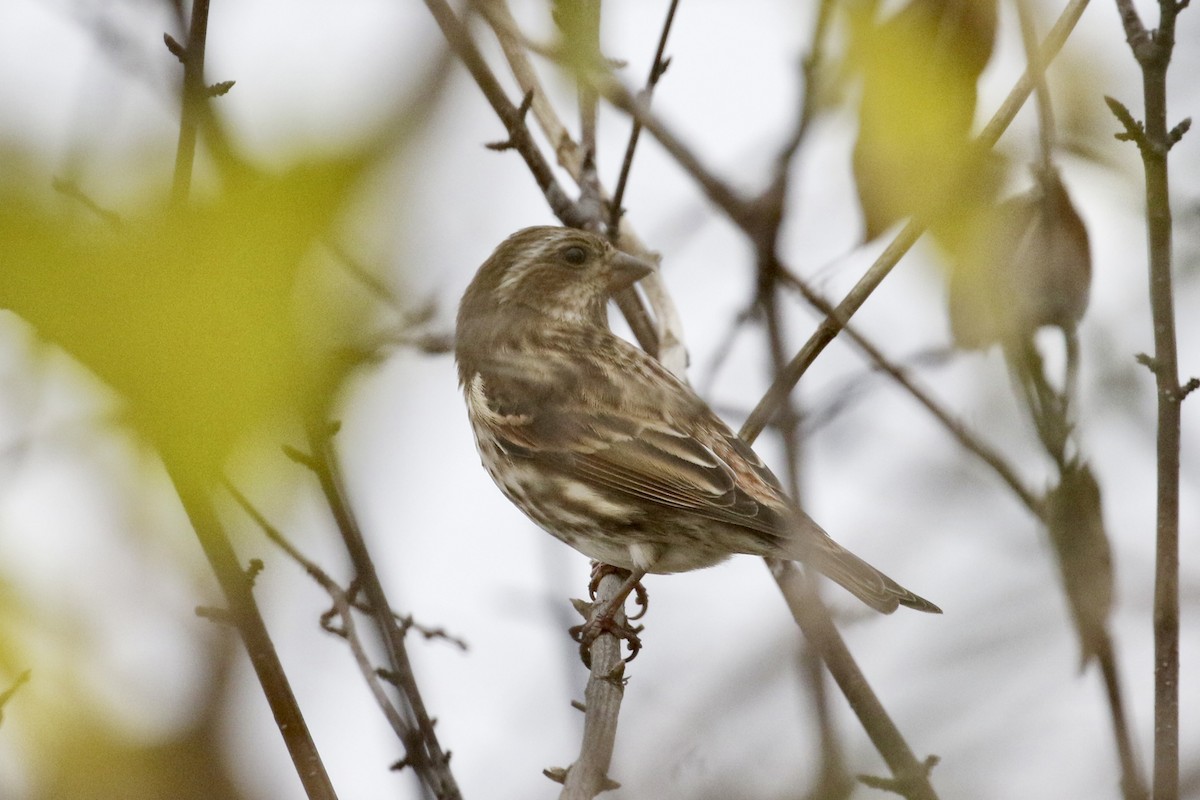 purpurfink - ML645840896