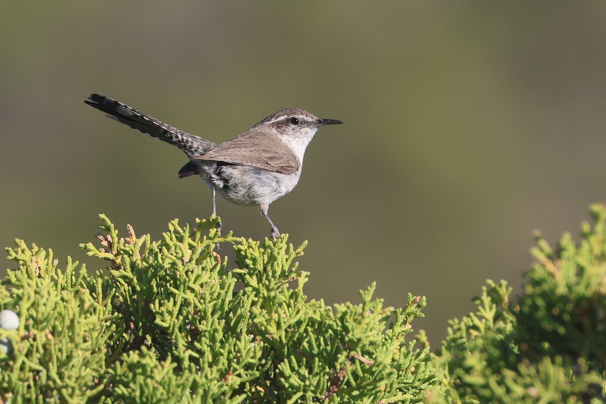 Bewick's Wren - ML645840906