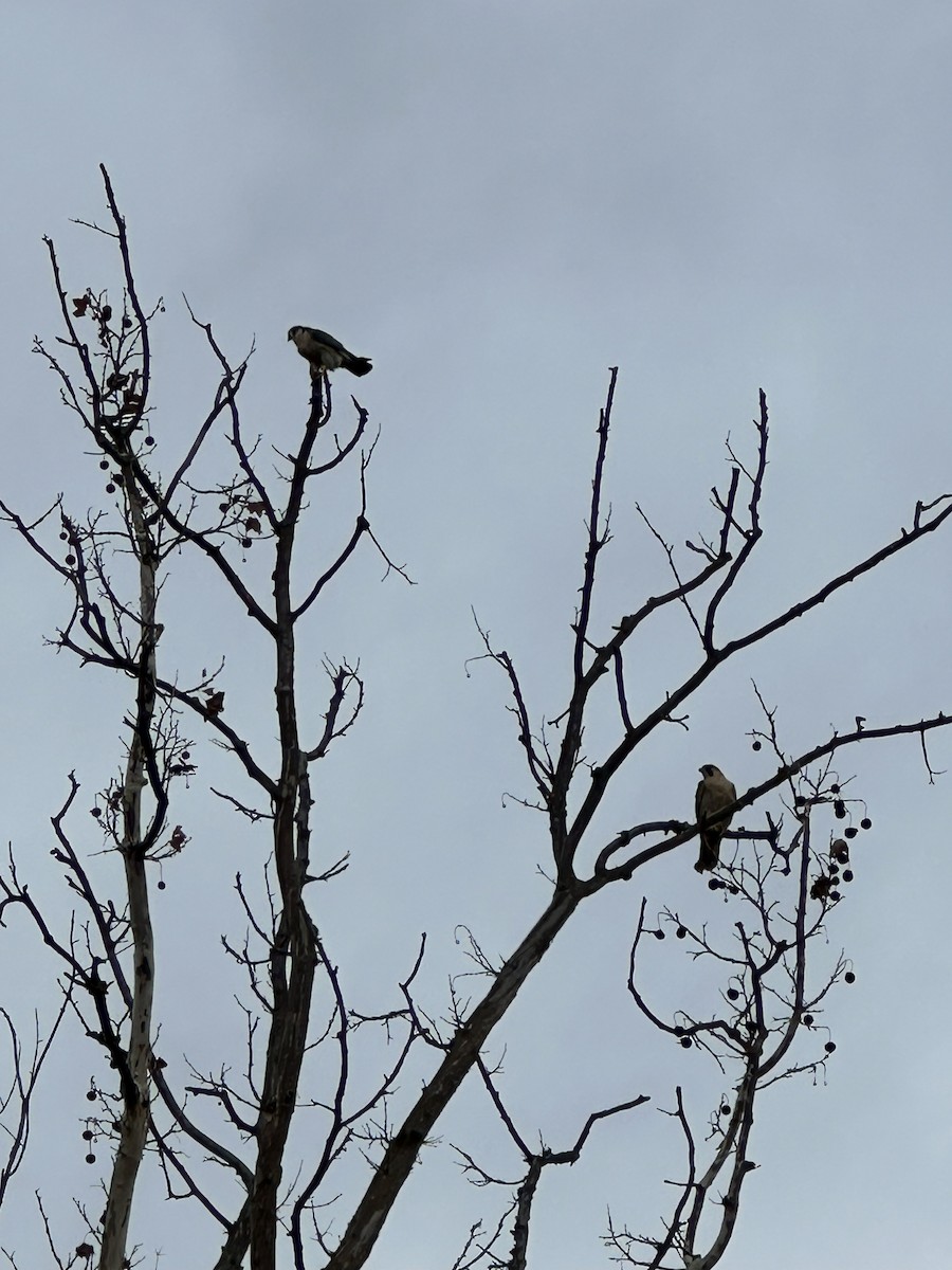 遊隼 - ML645840907