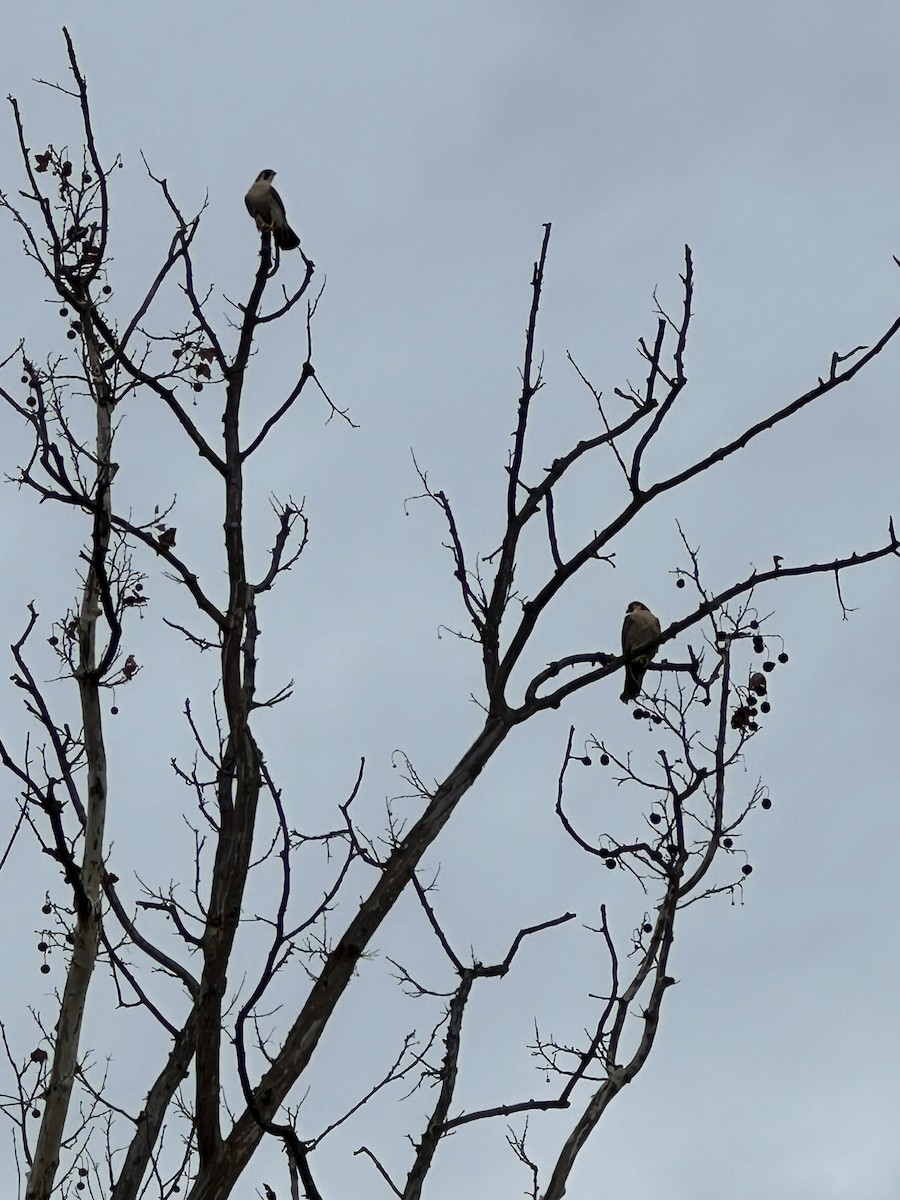 遊隼 - ML645840910