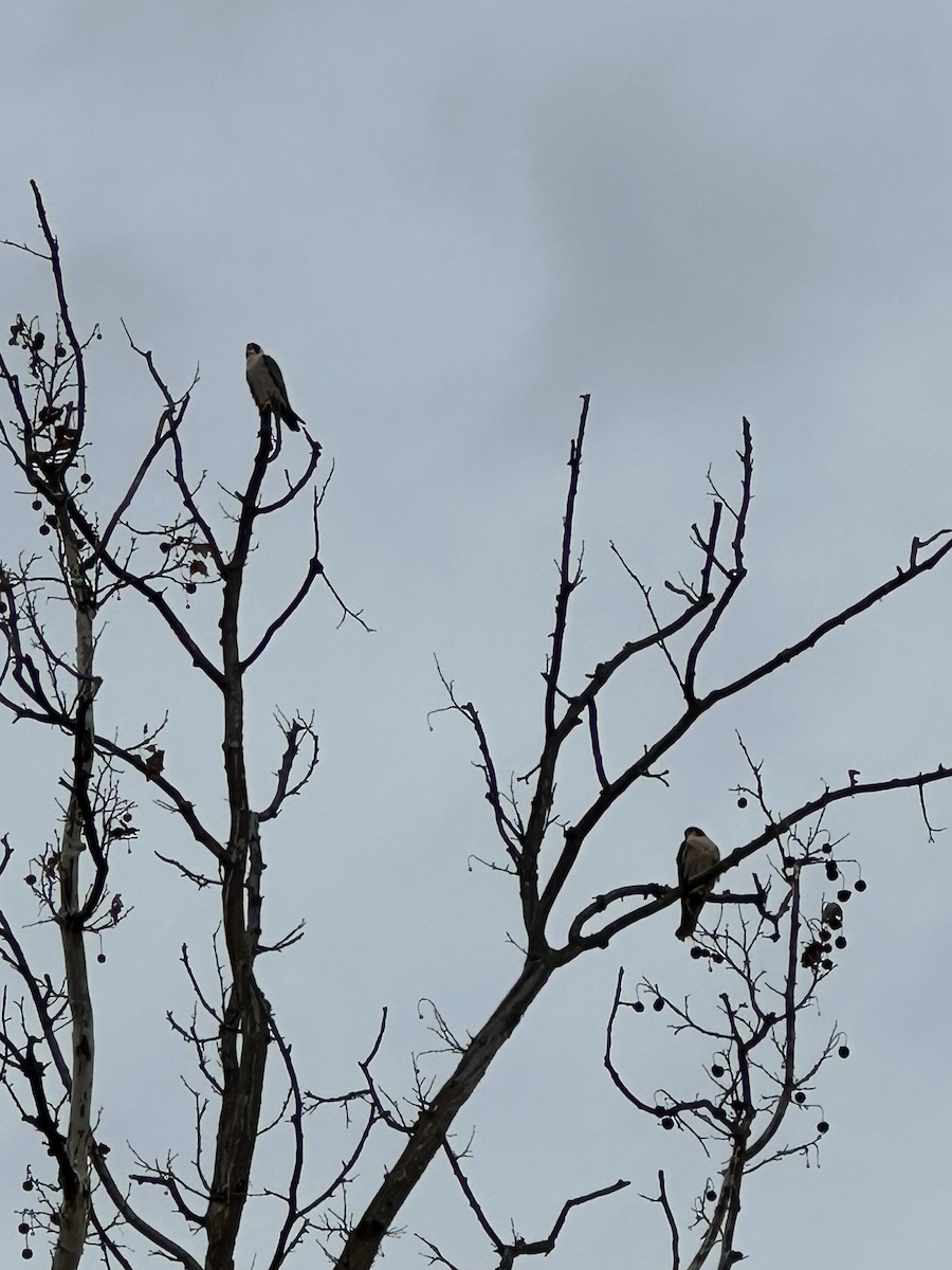 遊隼 - ML645840921