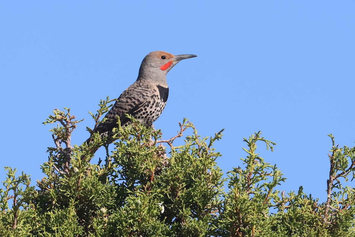 Northern Flicker - ML645840922