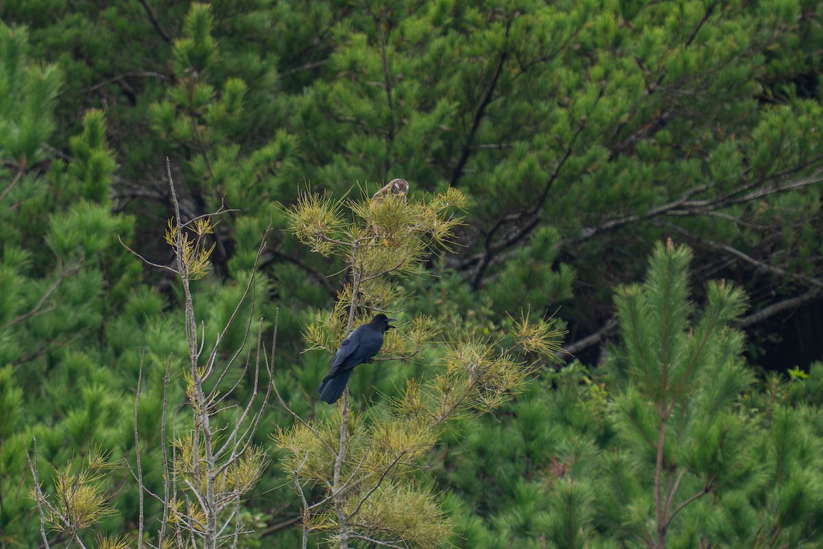 tykknebbkråke - ML645840927