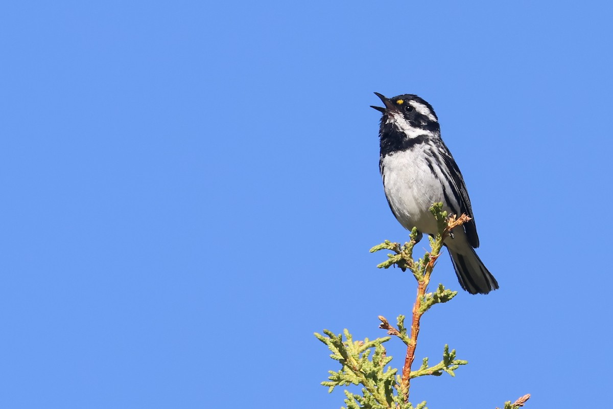 Black-throated Gray Warbler - ML645840948