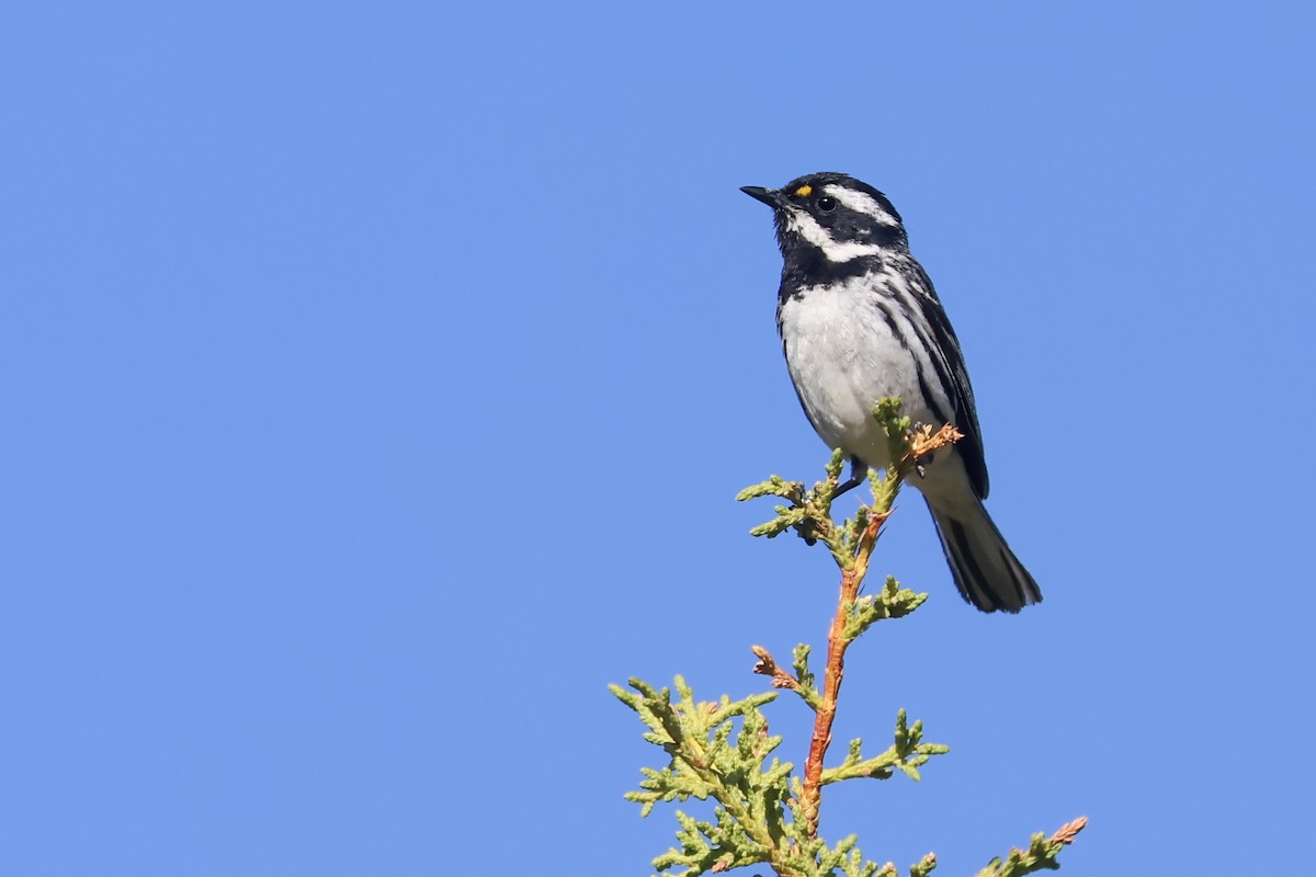 Black-throated Gray Warbler - ML645840949