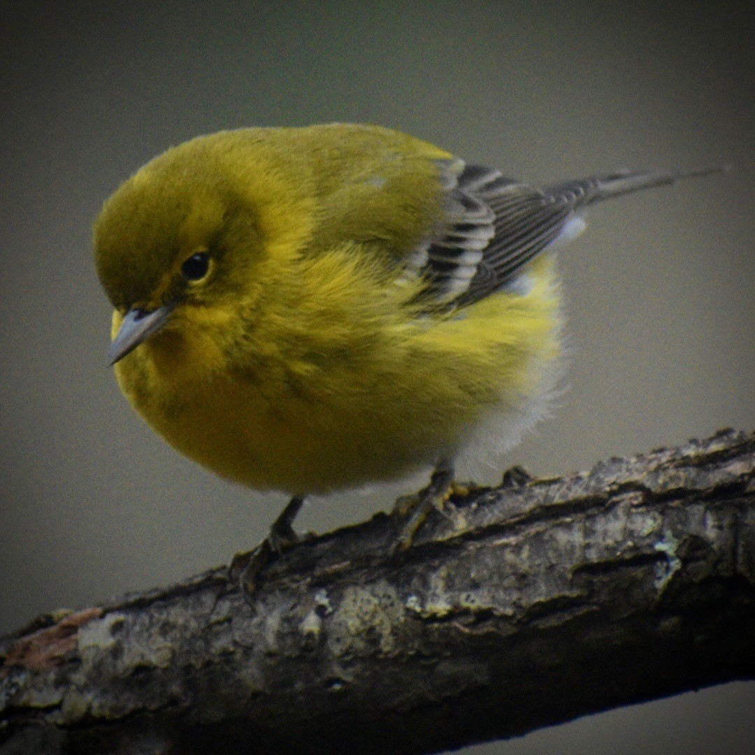 Pine Warbler - ML645840950
