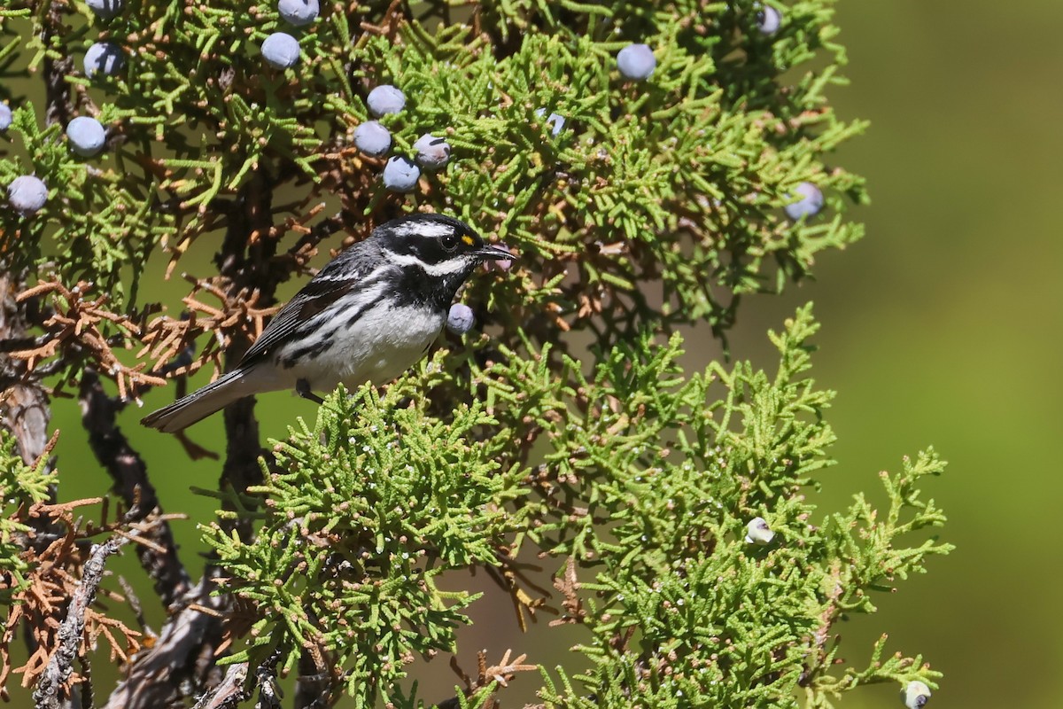 Black-throated Gray Warbler - ML645840956