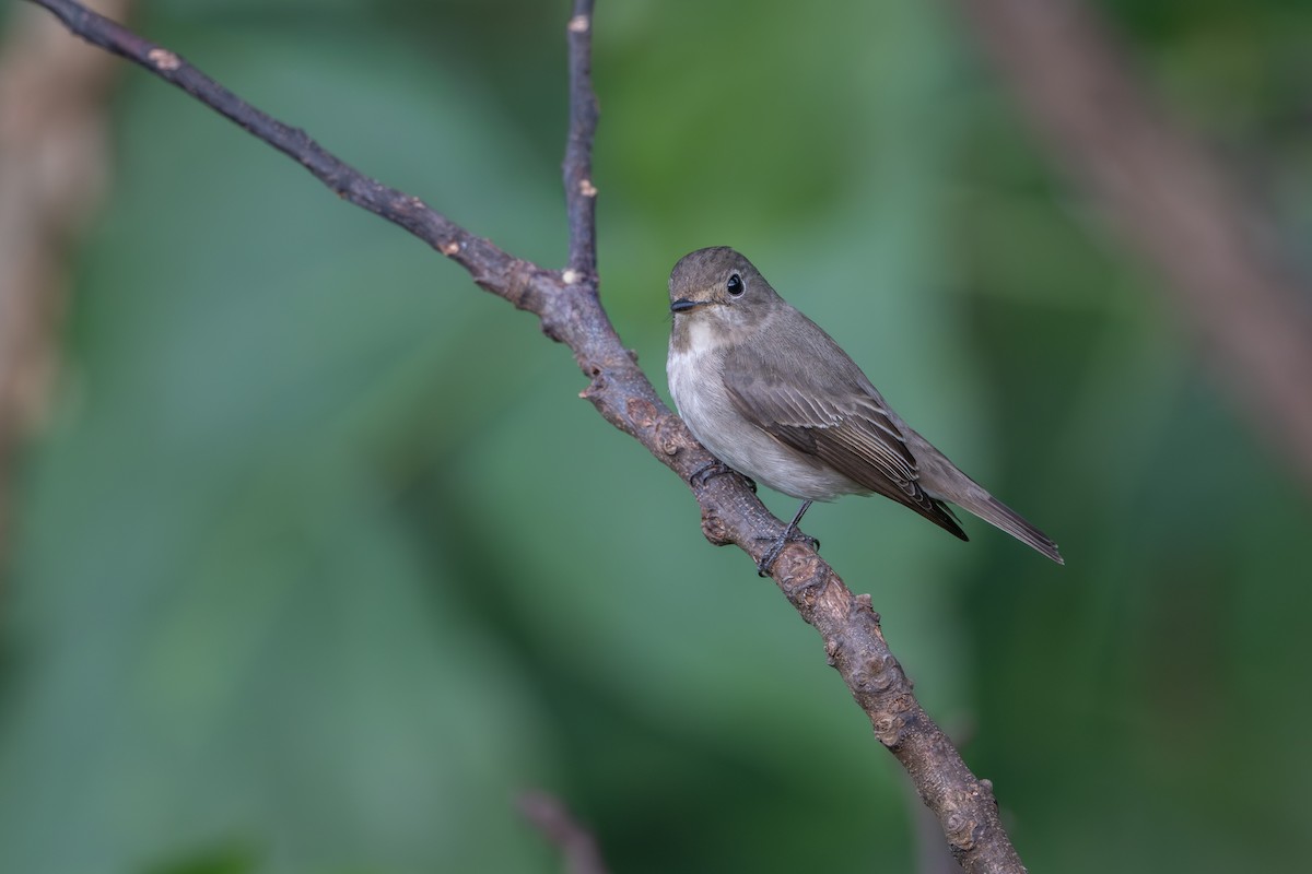 Asian Brown Flycatcher - ML645840964