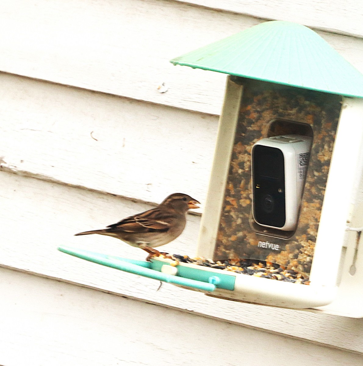 Gorrión Común - ML645840969