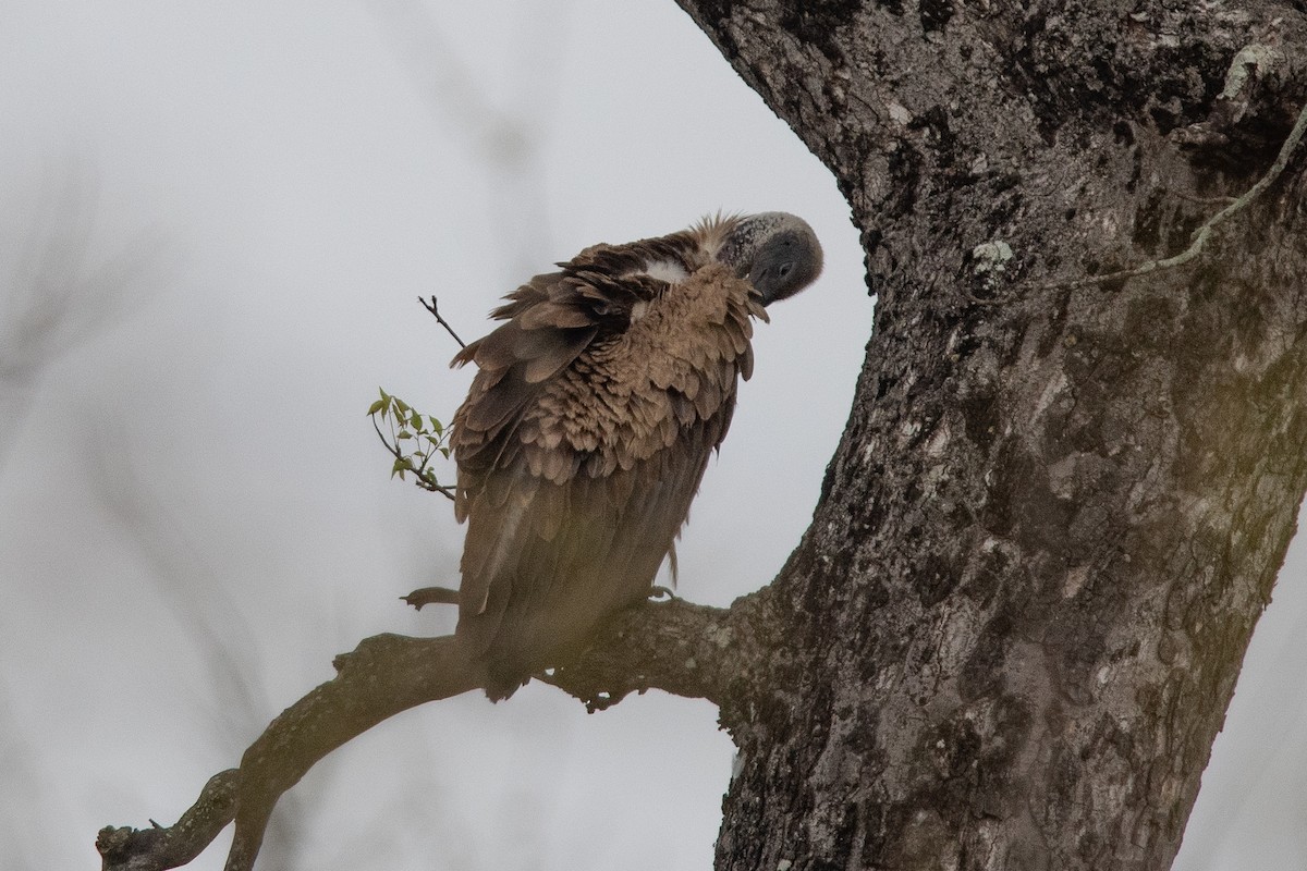 White-backed Vulture - ML645840971