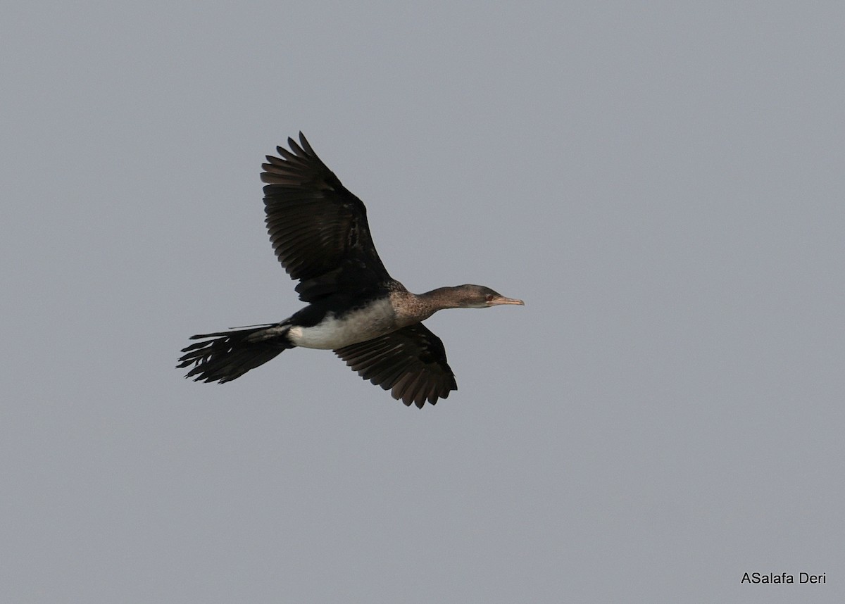 kormorán dlouhoocasý - ML645840973