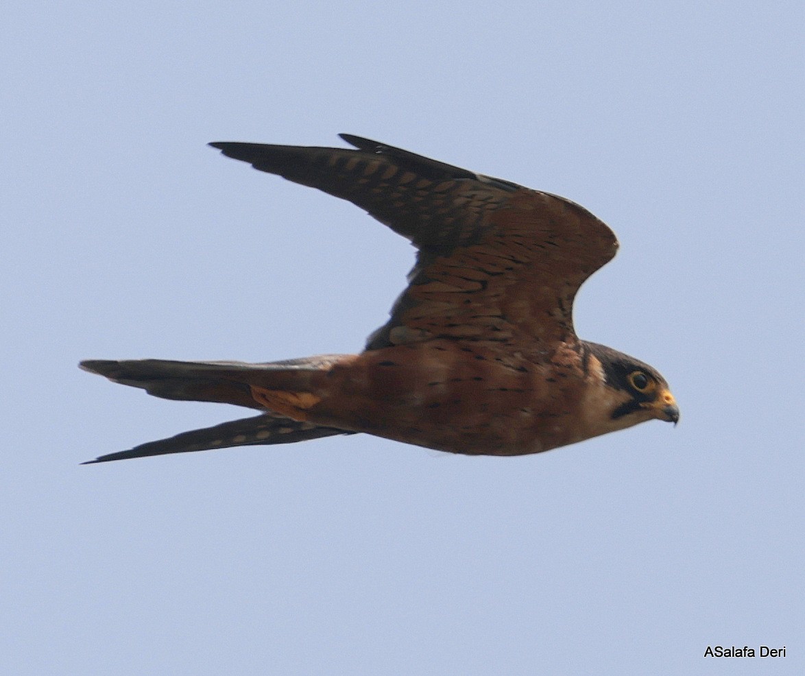 African Hobby - ML645840982